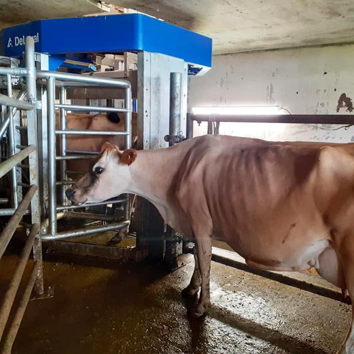 Vaches PrimeHolstein salle de traite