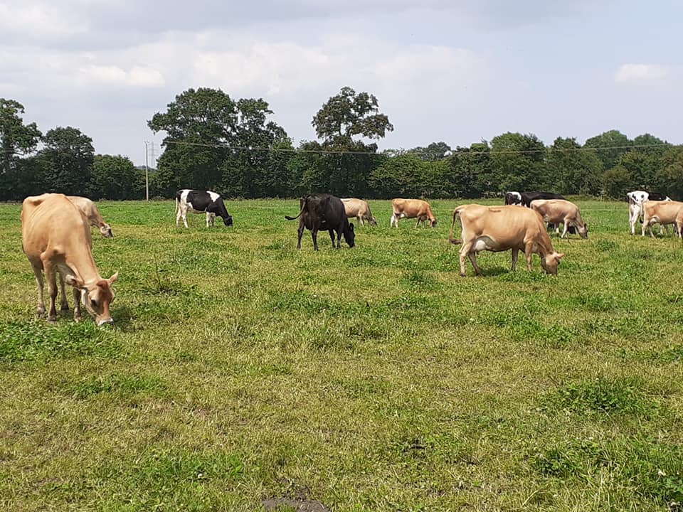 Les vaches Prime Holstein de la Ferme de l'Orangerie dans le pré